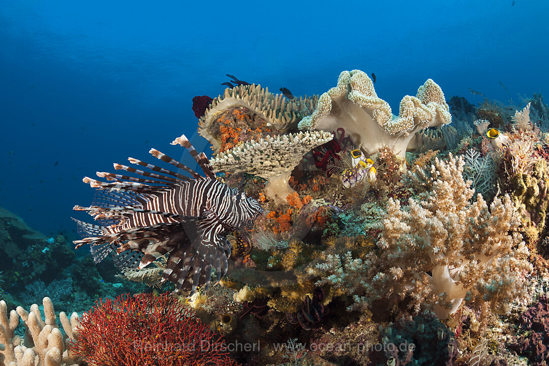 Common Lionfish in Coral Reef, Pterois volitans, Raja Ampat, West Papua, Indonesia