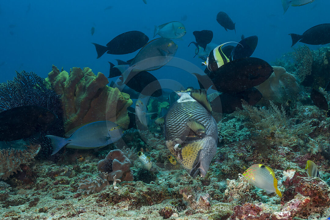 Coral Fish in Coral Reef, Raja Ampat, West Papua, Indonesia