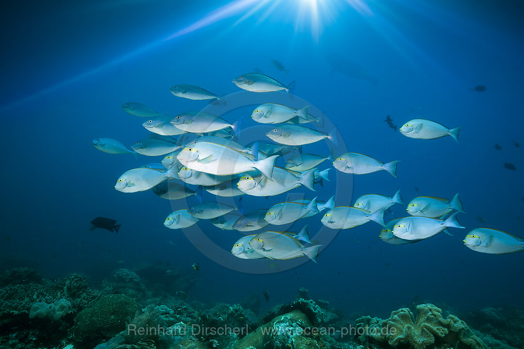 Schwarm Graue Doktorfische, Acanthurus mata, Raja Ampat, West Papua, Indonesien