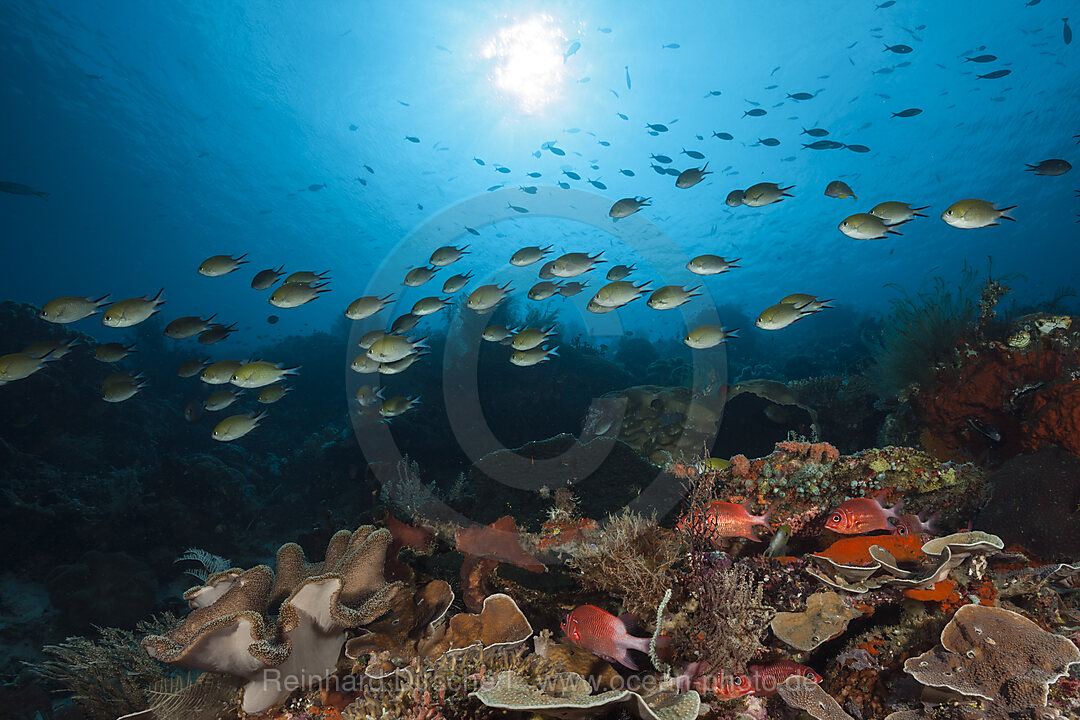 Coral Fish in Coral Reef, Raja Ampat, West Papua, Indonesia
