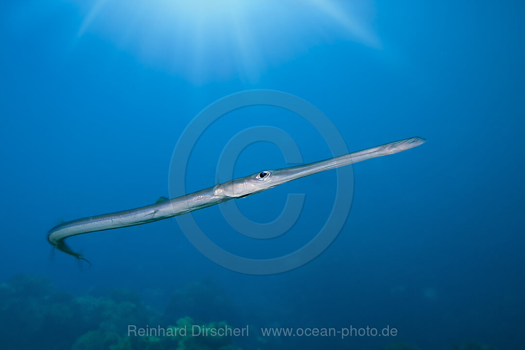 Smooth Flutemouth, Fistularia commersonii, Raja Ampat, West Papua, Indonesia