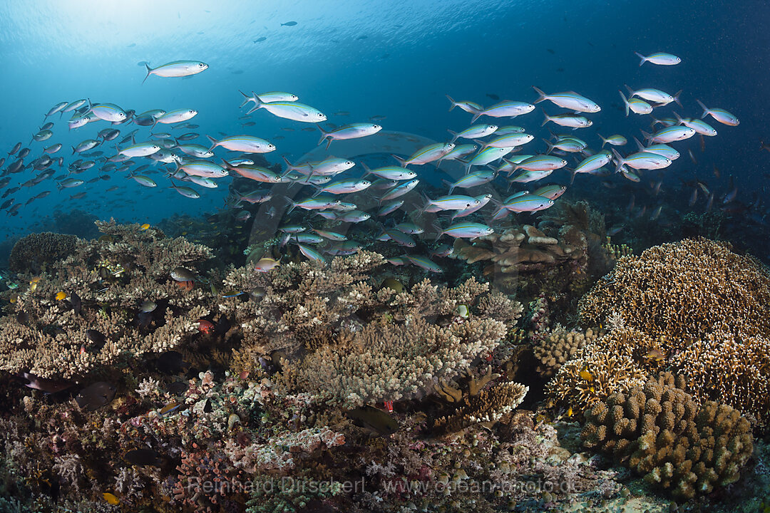 Fuesiliere ueber Korallenriff, Pterocaesio tesselata, Raja Ampat, West Papua, Indonesien
