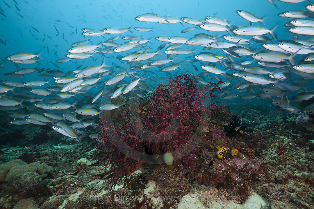 Fuesiliere ueber Korallenriff, Pterocaesio tesselata, Raja Ampat, West Papua, Indonesien