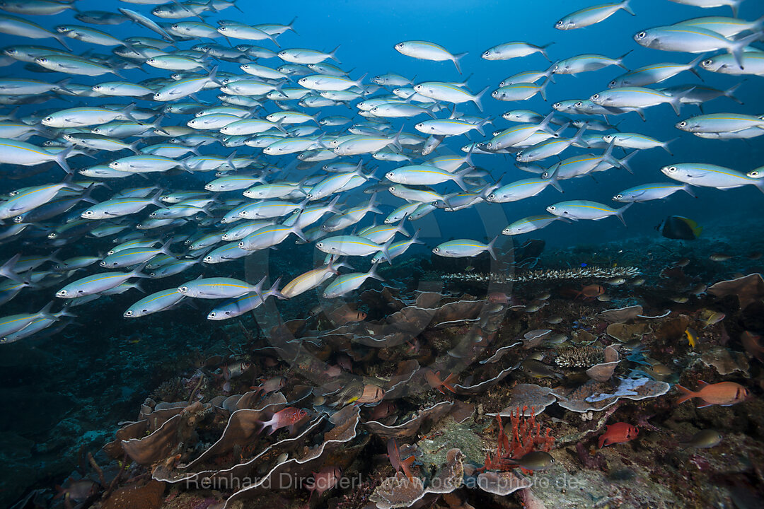 Fusiliers over Coral reef, Pterocaesio tesselata, Raja Ampat, West Papua, Indonesia