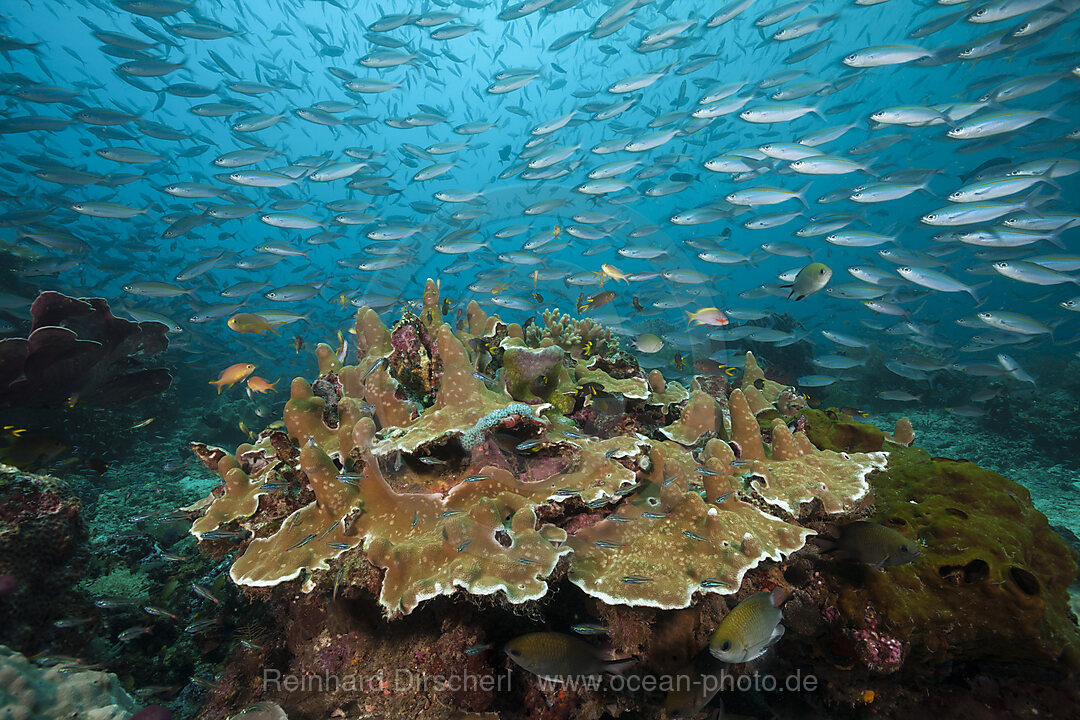 Fuesiliere ueber Korallenriff, Pterocaesio tesselata, Raja Ampat, West Papua, Indonesien