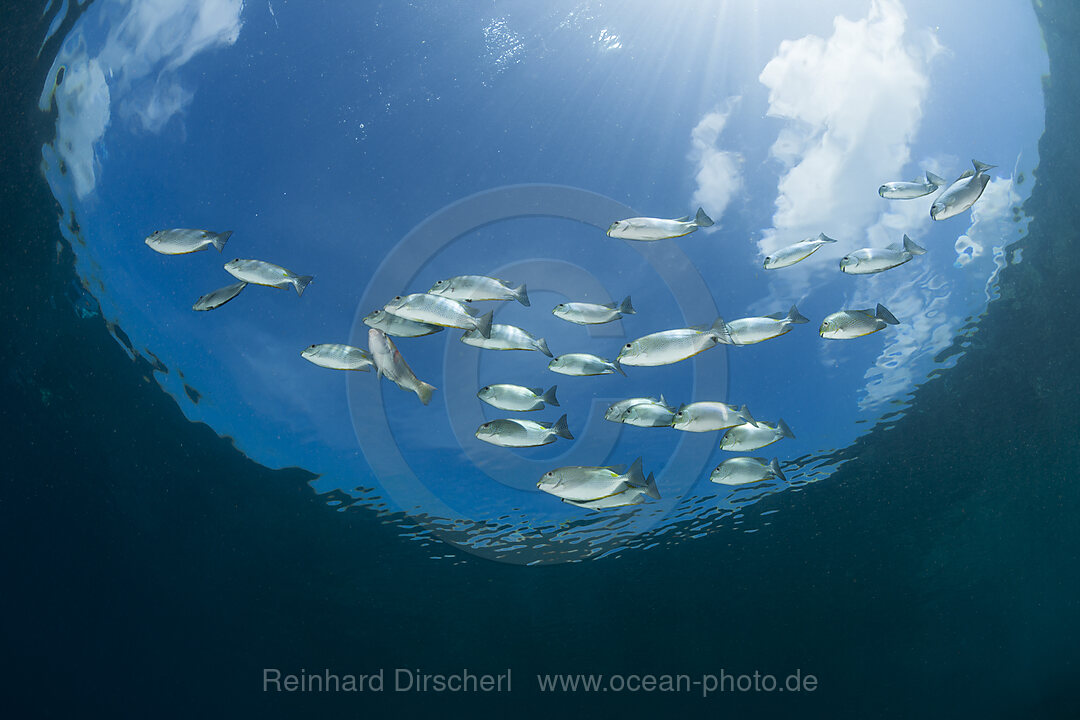 Schwarm Kaninchenfische, Siganus lineatus, Raja Ampat, West Papua, Indonesien