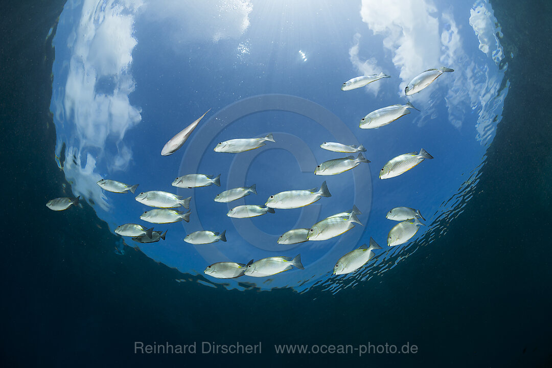 Shoal of Lined Rabbitfish, Siganus lineatus, Raja Ampat, West Papua, Indonesia