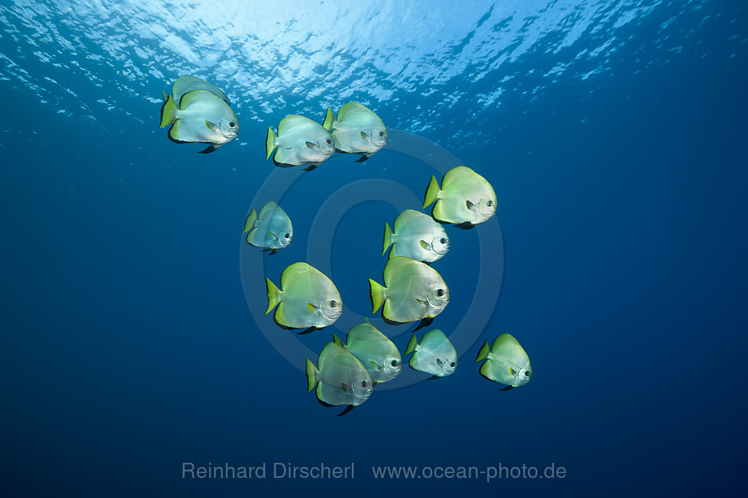 Shoal of Golden Batfish, Platax boersii, Raja Ampat, West Papua, Indonesia
