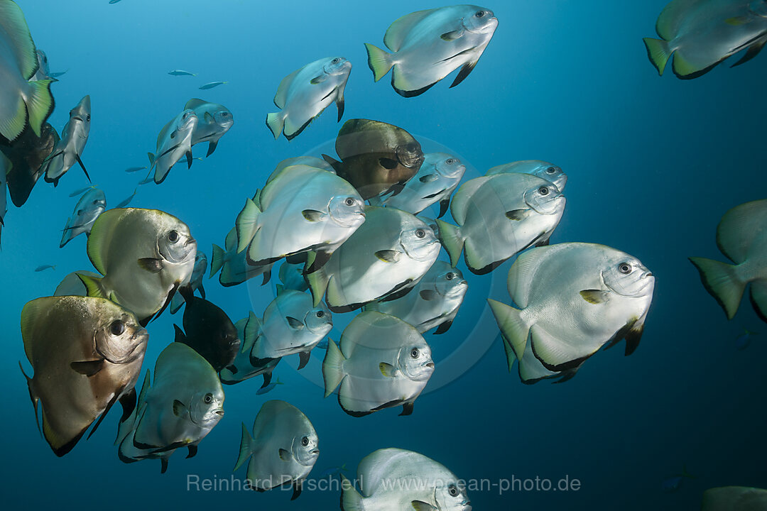 Schwarm Boers Fledermausfische, Platax boersii, Raja Ampat, West Papua, Indonesien