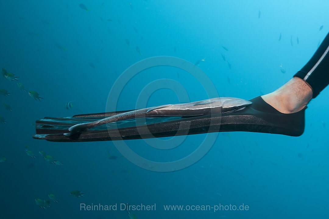 Schiffshalter heftet sich auf Taucherflosse, Echeneis naucrates, Raja Ampat, West Papua, Indonesien