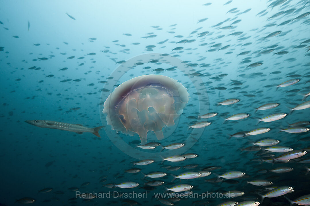 Qualle treibt im Meer, Raja Ampat, West Papua, Indonesien