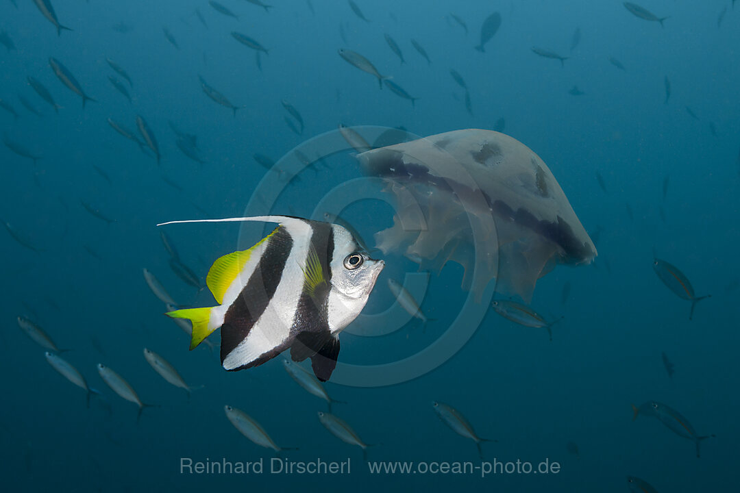 Wimpelfisch knabbert an Qualle, Raja Ampat, West Papua, Indonesien