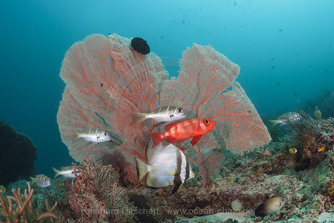 Coral Fish in Coral Reef, Raja Ampat, West Papua, Indonesia