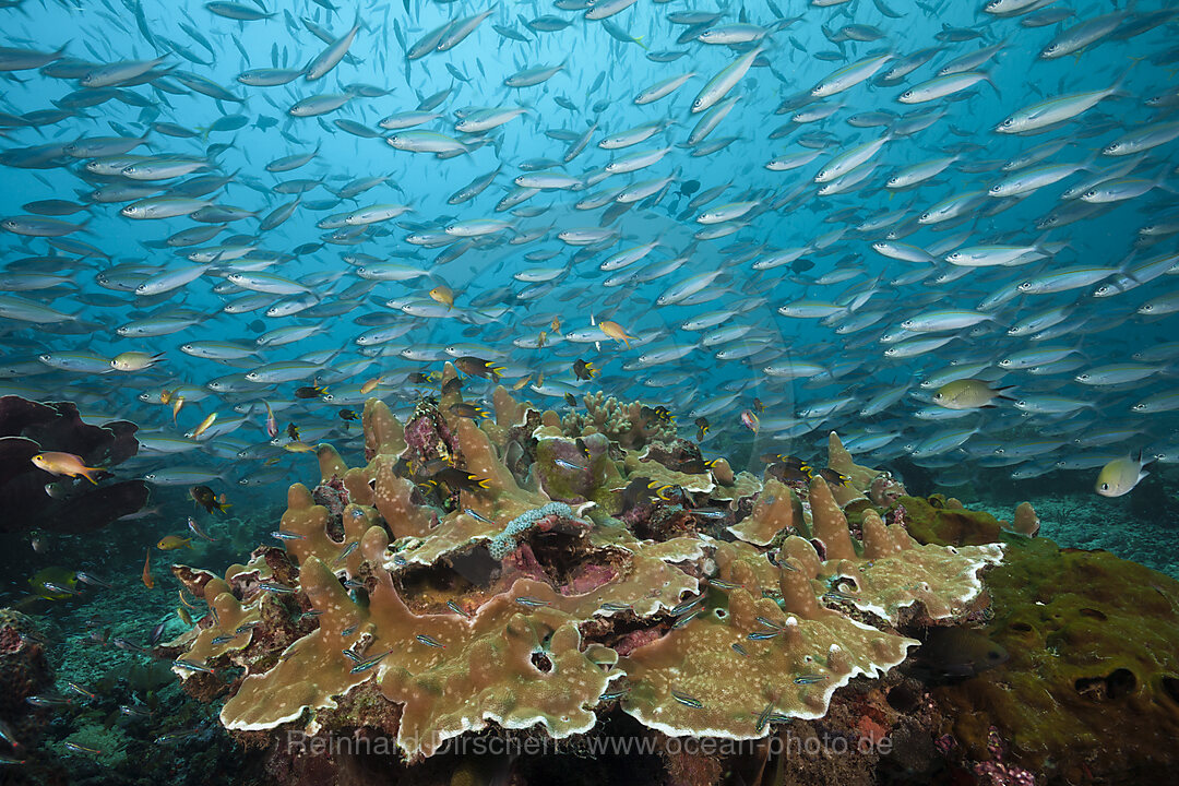 Fuesiliere ueber Korallenriff, Pterocaesio tesselata, Raja Ampat, West Papua, Indonesien