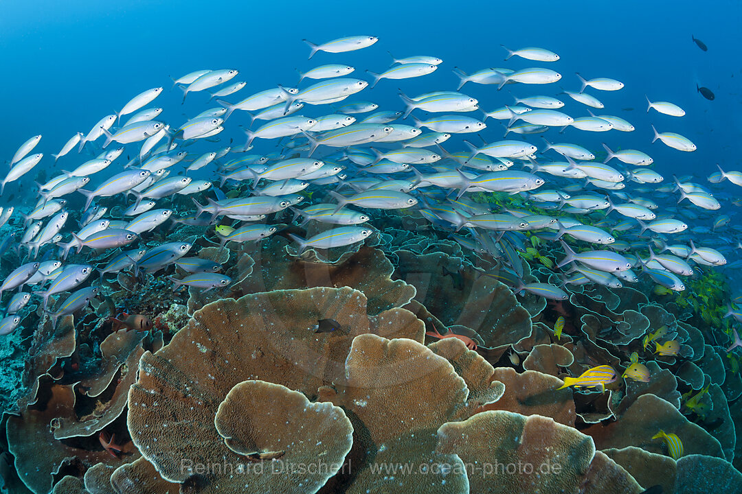 Fuesiliere ueber Korallenriff, Pterocaesio tesselata, Raja Ampat, West Papua, Indonesien