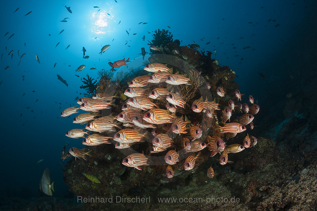 Shoal of Red Squirrelfish, Sargocentron rubrum, Raja Ampat, West Papua, Indonesia