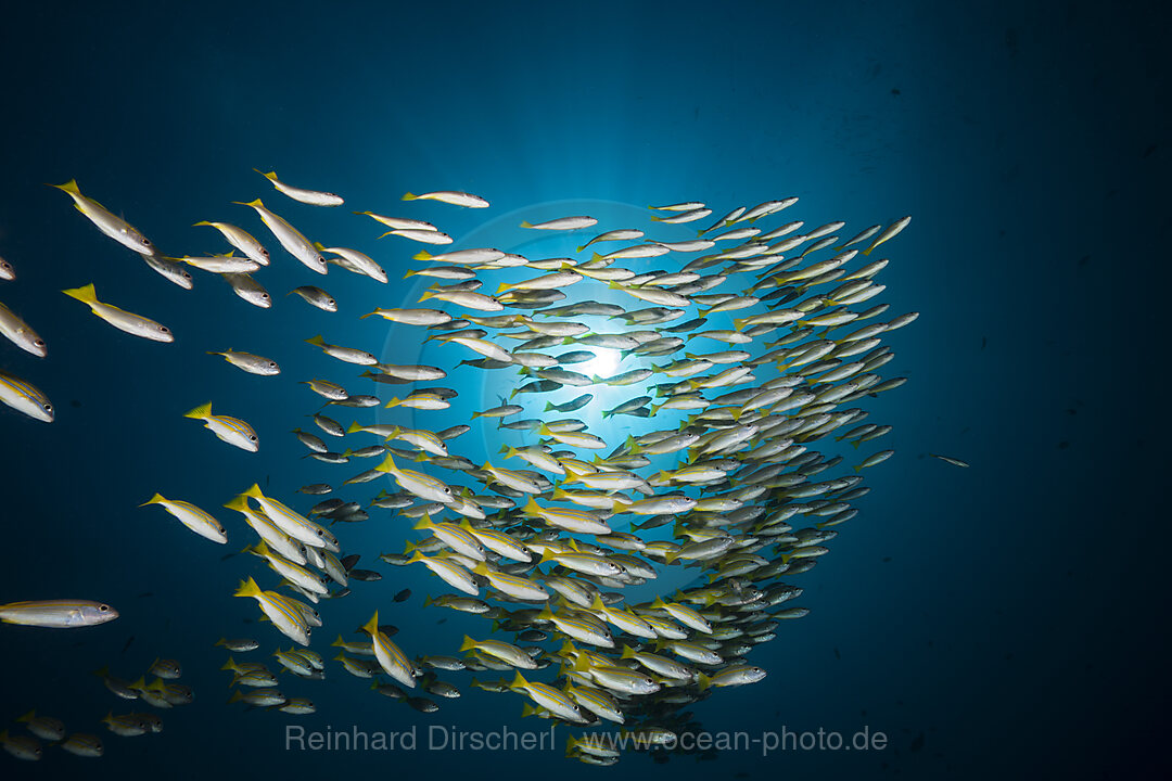 Schooling Bluestripe snapper, Lutjanus kasmira, Raja Ampat, West Papua, Indonesia