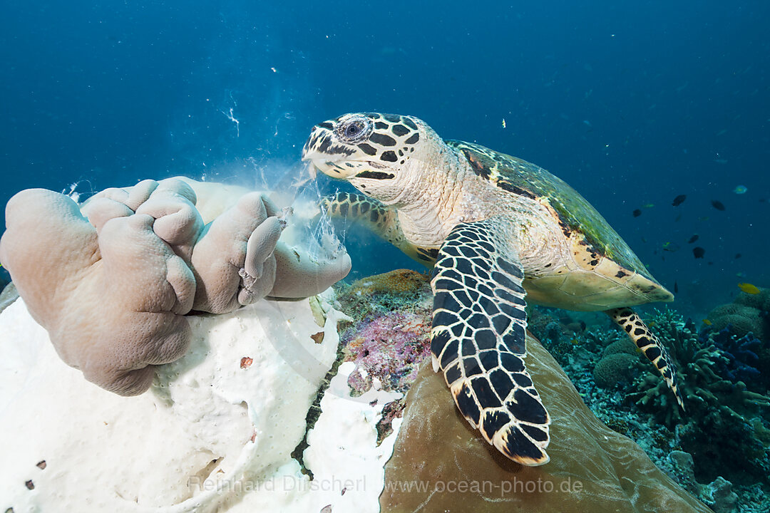 Echte Karettschildkroete, Eretmochelys imbricata, Raja Ampat, West Papua, Indonesien