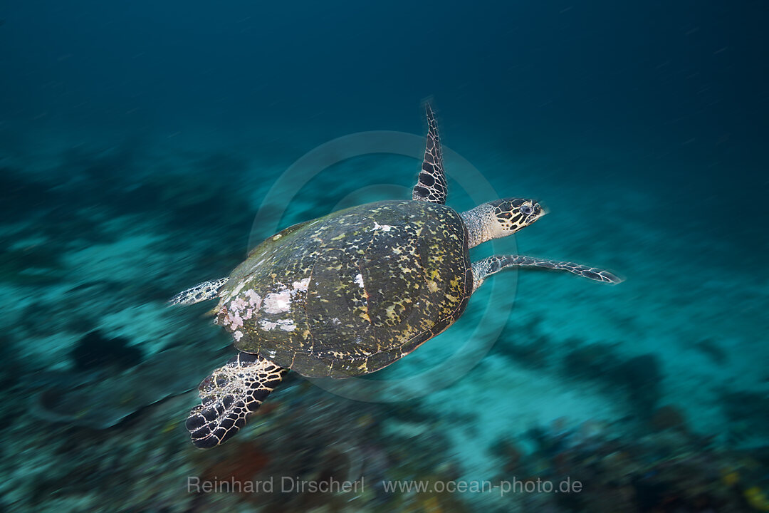 Echte Karettschildkroete, Eretmochelys imbricata, Raja Ampat, West Papua, Indonesien