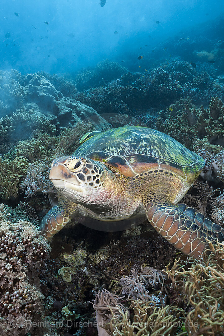 Gruene Meeresschildkroete, Chelonia mydas, Raja Ampat, West Papua, Indonesien