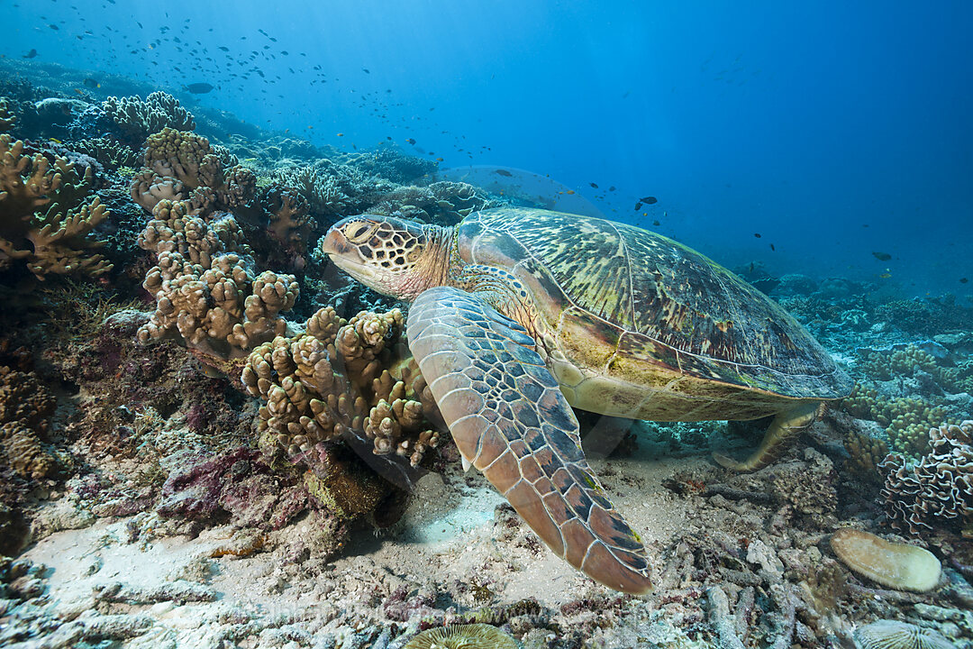 Gruene Meeresschildkroete, Chelonia mydas, Raja Ampat, West Papua, Indonesien