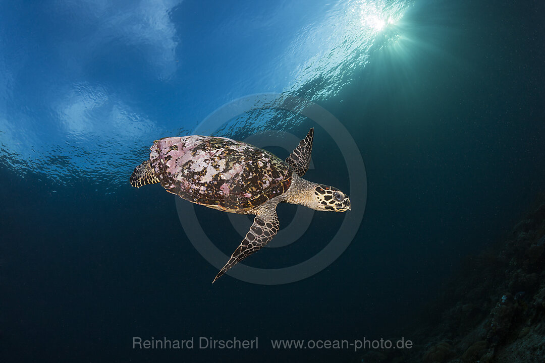Echte Karettschildkroete, Eretmochelys imbricata, Raja Ampat, West Papua, Indonesien