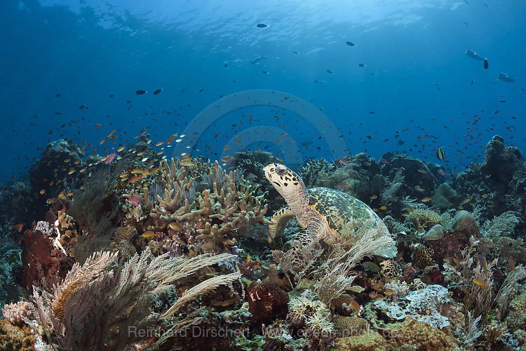 Echte Karettschildkroete, Eretmochelys imbricata, Raja Ampat, West Papua, Indonesien
