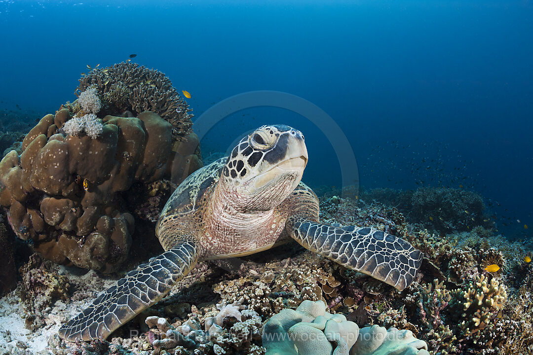 Green Sea Turtle, Chelonia mydas, Raja Ampat, West Papua, Indonesia
