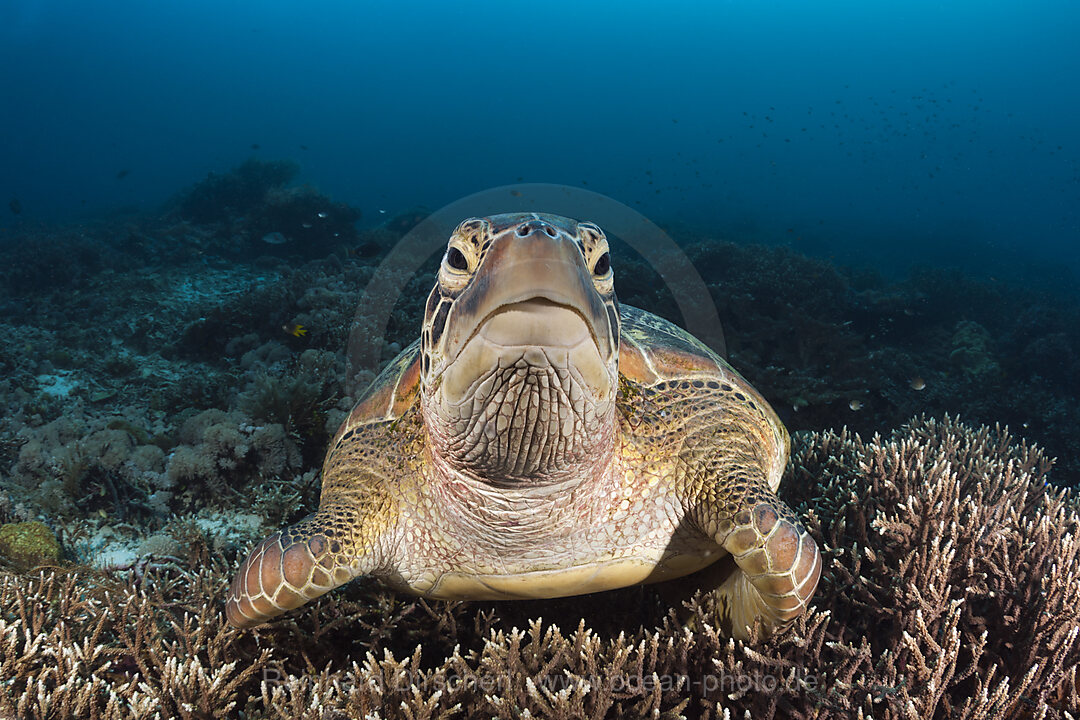 Gruene Meeresschildkroete, Chelonia mydas, Raja Ampat, West Papua, Indonesien