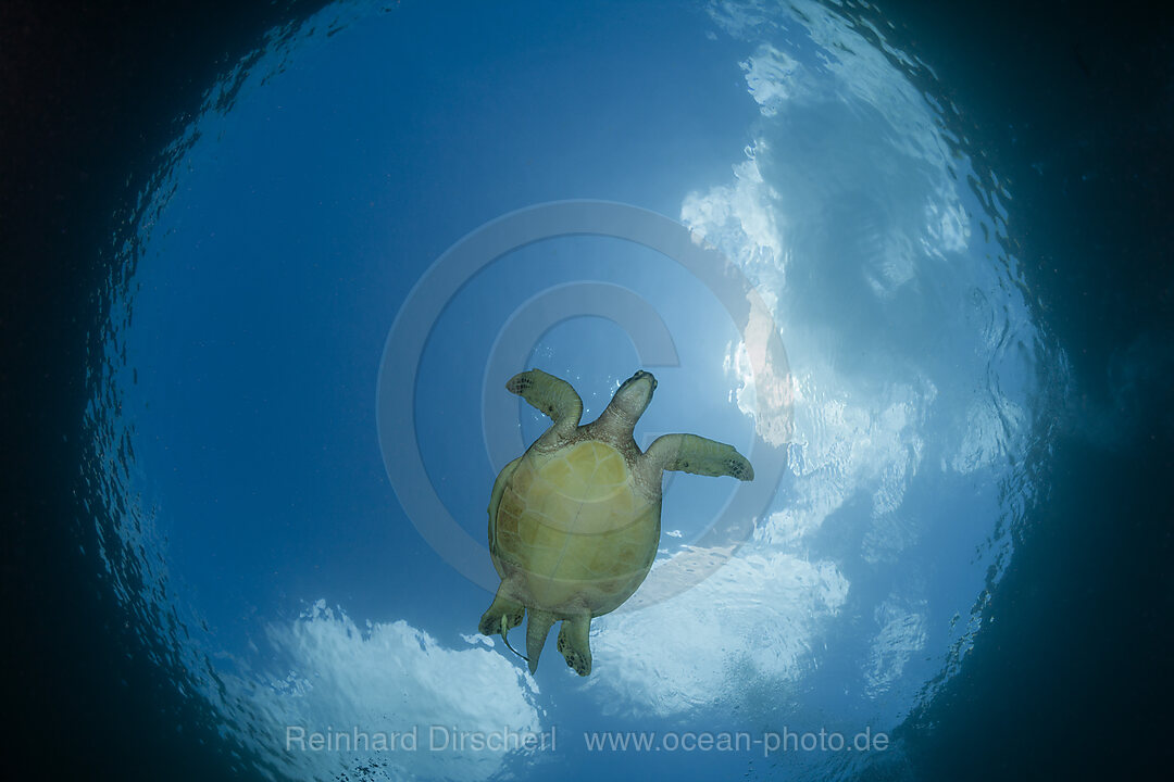 Gruene Meeresschildkroete, Chelonia mydas, Raja Ampat, West Papua, Indonesien