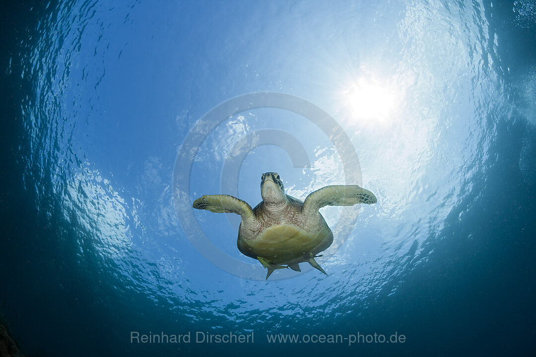 Gruene Meeresschildkroete, Chelonia mydas, Raja Ampat, West Papua, Indonesien