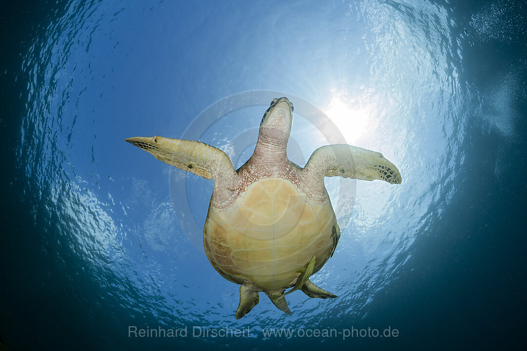 Gruene Meeresschildkroete, Chelonia mydas, Raja Ampat, West Papua, Indonesien
