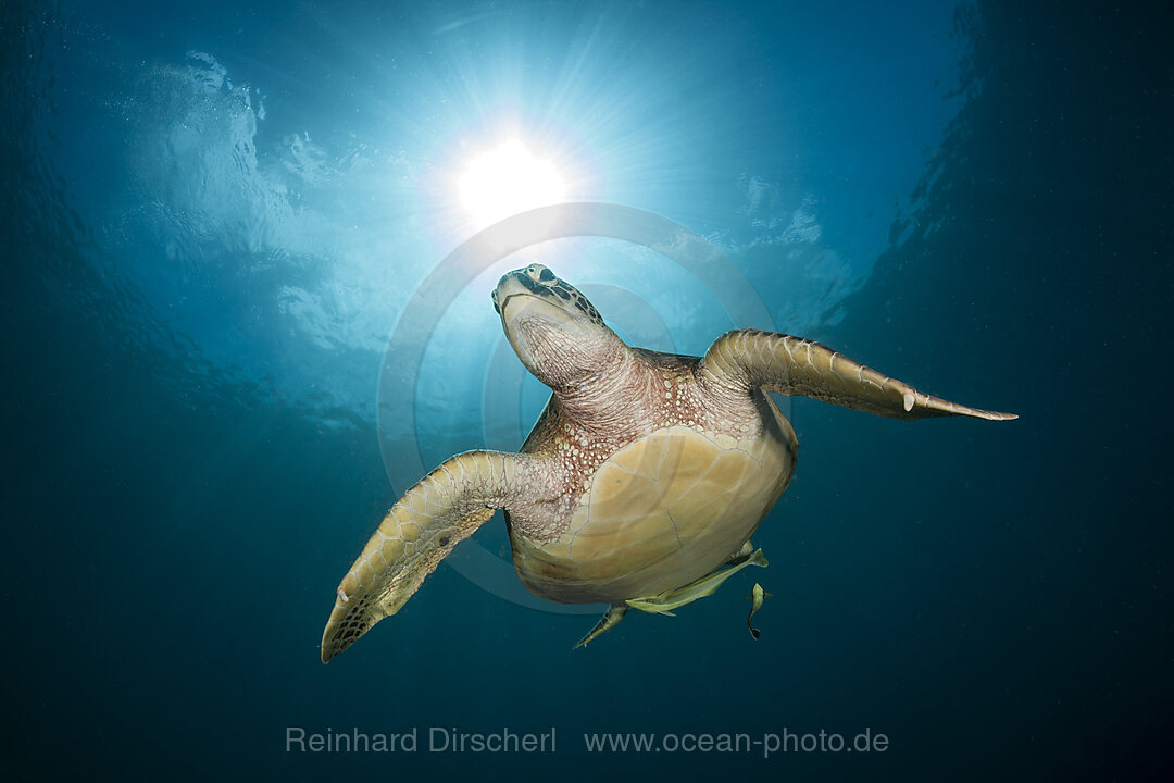 Gruene Meeresschildkroete, Chelonia mydas, Raja Ampat, West Papua, Indonesien