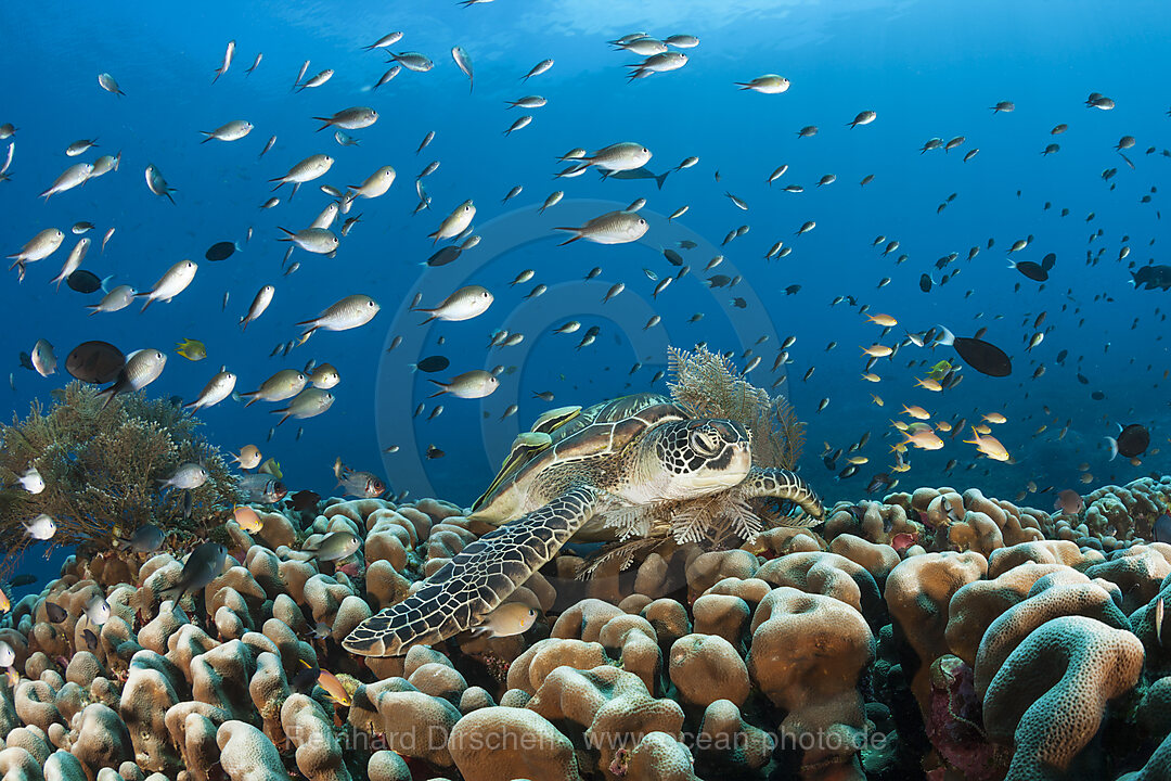 Gruene Meeresschildkroete, Chelonia mydas, Raja Ampat, West Papua, Indonesien