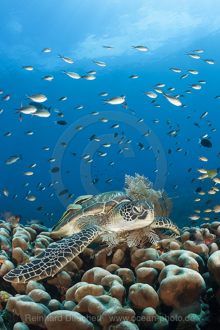 Gruene Meeresschildkroete, Chelonia mydas, Raja Ampat, West Papua, Indonesien