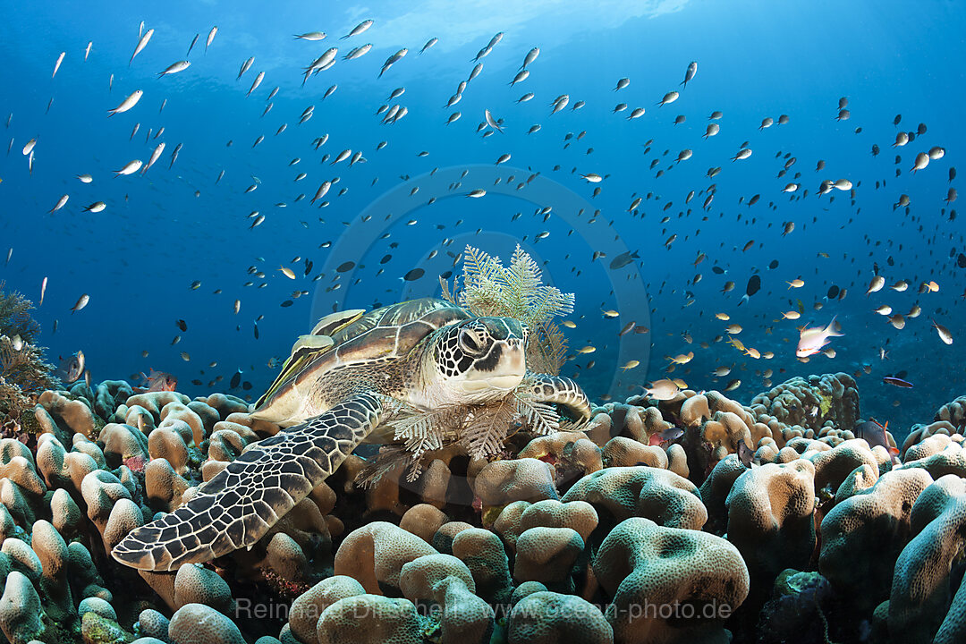 Gruene Meeresschildkroete, Chelonia mydas, Raja Ampat, West Papua, Indonesien