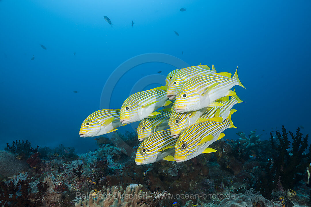 Schwarm Goldstreifen-Suesslippen, Plectorhinchus polytaenia, Raja Ampat, West Papua, Indonesien
