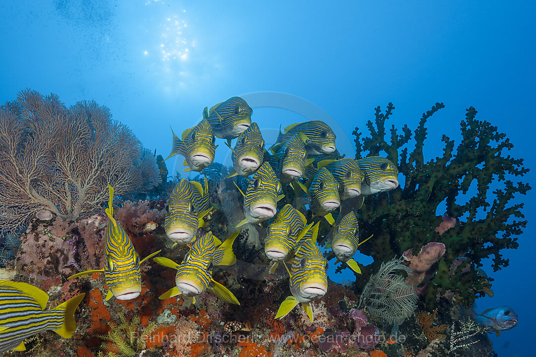 Schwarm Goldstreifen-Suesslippen, Plectorhinchus polytaenia, Raja Ampat, West Papua, Indonesien