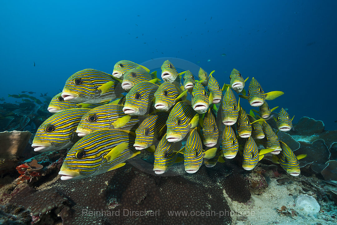 Shoal of Yellow-ribbon Sweetlips, Plectorhinchus polytaenia, Raja Ampat, West Papua, Indonesia