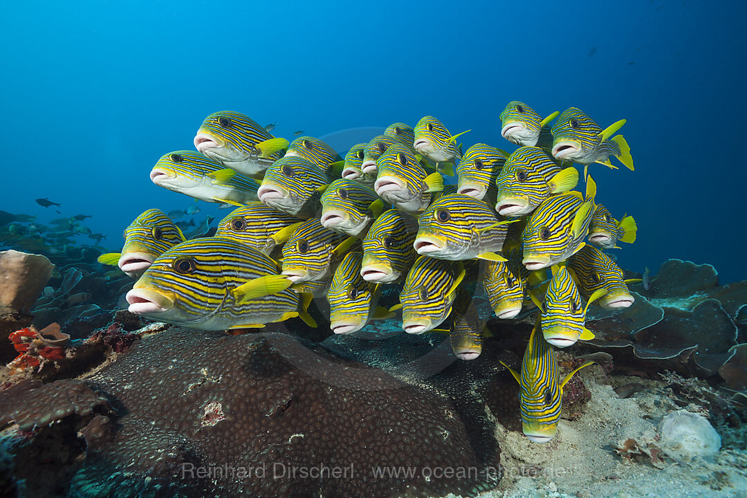 Schwarm Goldstreifen-Suesslippen, Plectorhinchus polytaenia, Raja Ampat, West Papua, Indonesien