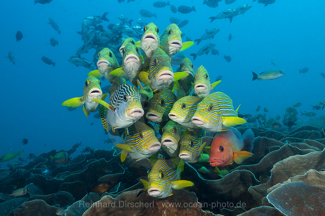 Schwarm Goldstreifen-Suesslippen, Plectorhinchus polytaenia, Raja Ampat, West Papua, Indonesien