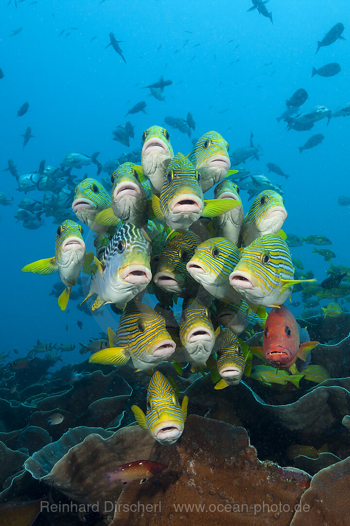 Schwarm Goldstreifen-Suesslippen, Plectorhinchus polytaenia, Raja Ampat, West Papua, Indonesien