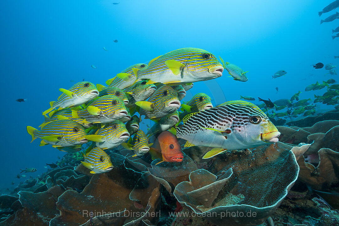 Schwarm Goldstreifen-Suesslippen, Plectorhinchus polytaenia, Raja Ampat, West Papua, Indonesien