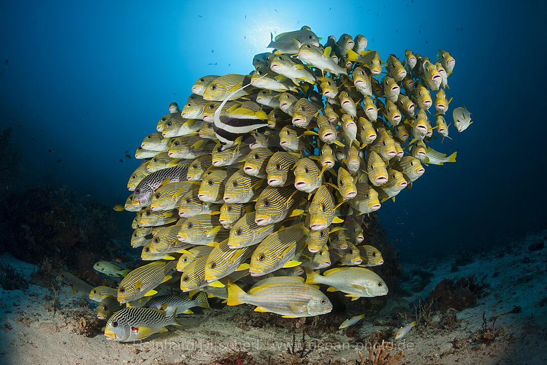 Schwarm Goldstreifen-Suesslippen, Plectorhinchus polytaenia, Raja Ampat, West Papua, Indonesien