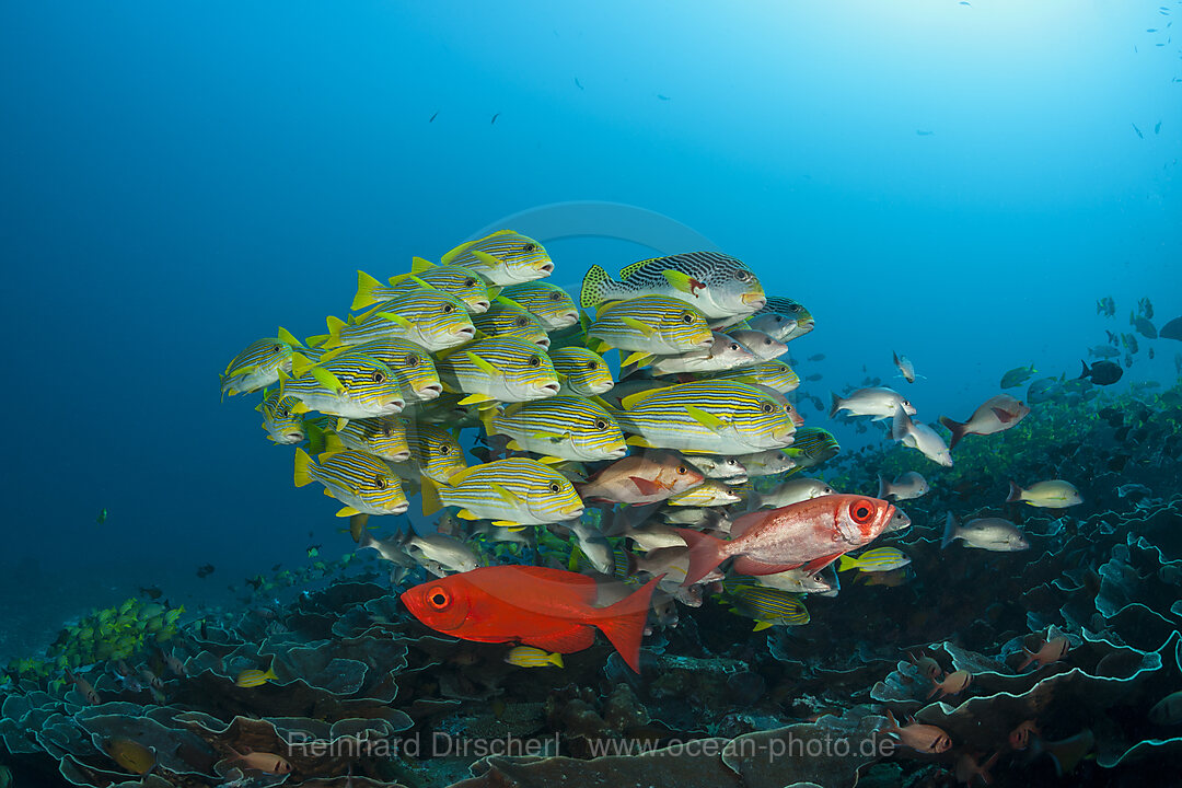 Schwarm Goldstreifen-Suesslippen, Plectorhinchus polytaenia, Raja Ampat, West Papua, Indonesien