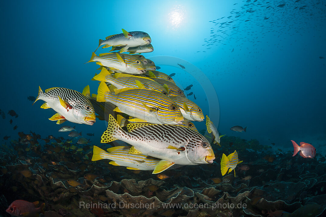 Schwarm Goldstreifen-Suesslippen, Plectorhinchus polytaenia, Raja Ampat, West Papua, Indonesien