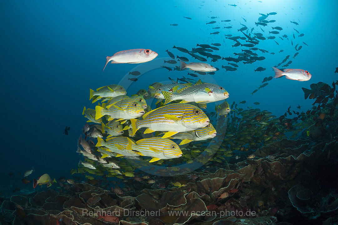 Shoal of Yellow-ribbon Sweetlips, Plectorhinchus polytaenia, Raja Ampat, West Papua, Indonesia