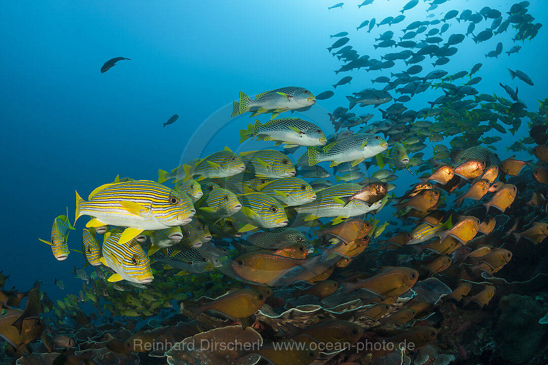 Schwarm Goldstreifen-Suesslippen, Plectorhinchus polytaenia, Raja Ampat, West Papua, Indonesien