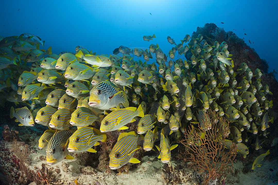 Schwarm Goldstreifen-Suesslippen, Plectorhinchus polytaenia, Raja Ampat, West Papua, Indonesien