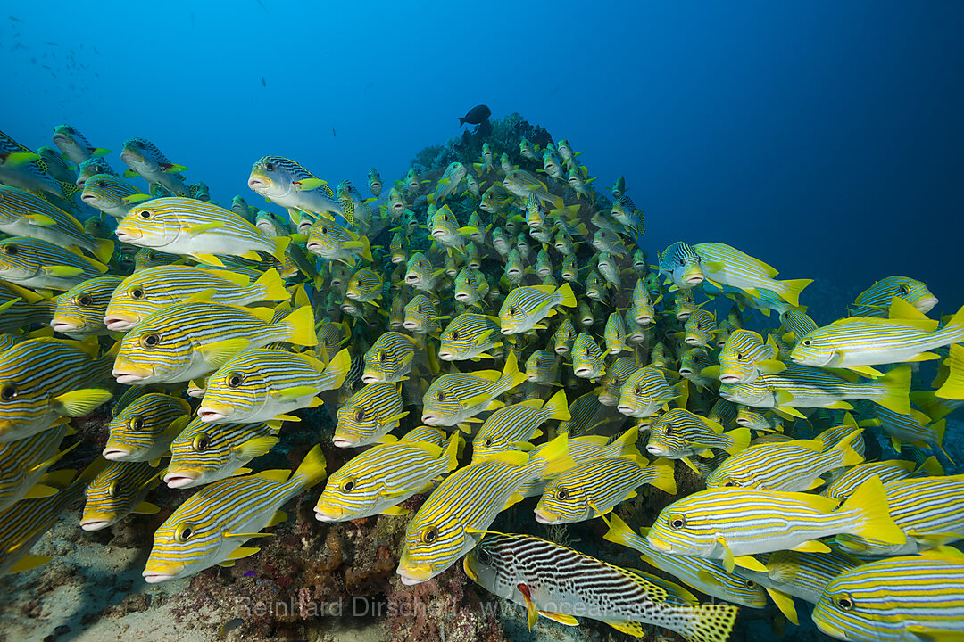 Schwarm Goldstreifen-Suesslippen, Plectorhinchus polytaenia, Raja Ampat, West Papua, Indonesien